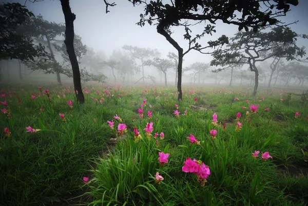 Campo de flores en la niebla — Foto de Stock