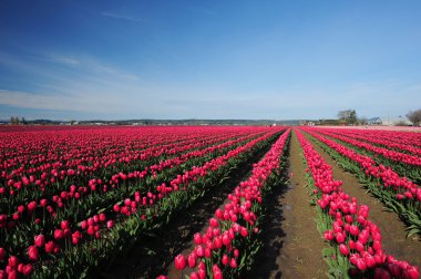 kırmızı lale çiftlik