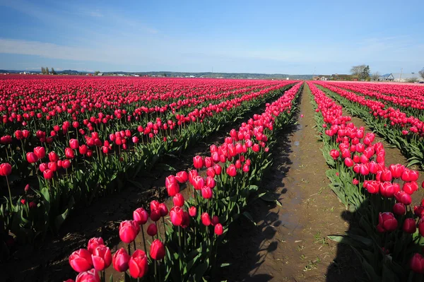 Red tulip farm — Stock Photo, Image