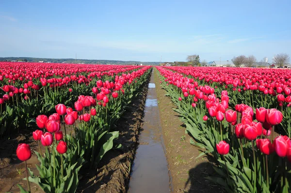 Red tulip farm — Stock Photo, Image