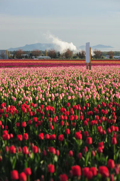 Tulip farm — Stock Photo, Image