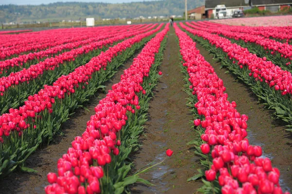 Tulip farm — Stock Photo, Image