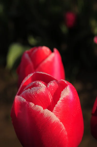 Капля на красном тюльпане — стоковое фото