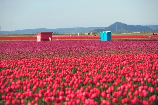 Tulip farm — Stock Photo, Image