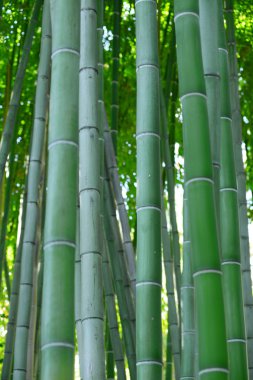 bamboo forest clipart