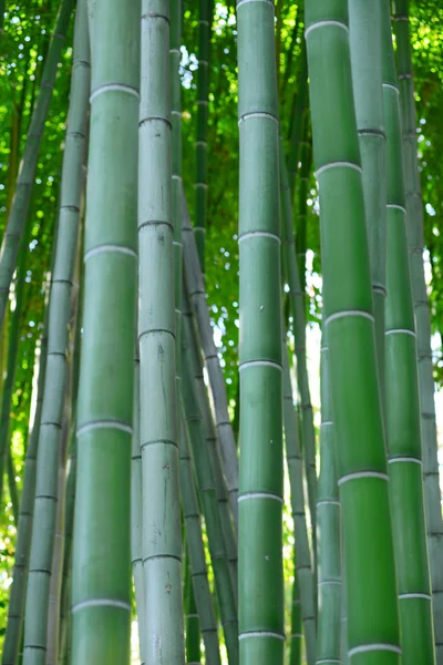 Floresta de bambu — Fotografia de Stock