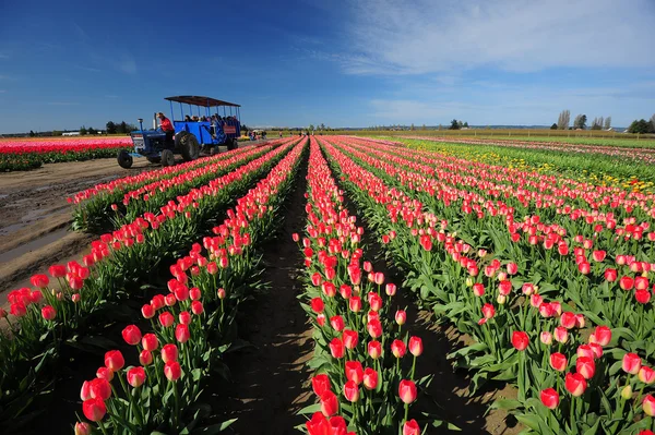 Tulip farm — Stock Photo, Image