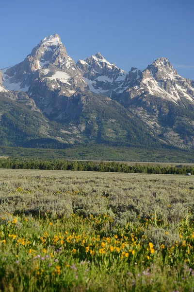 Grand Teton. —  Fotos de Stock