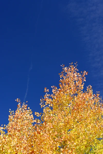 Høstblad – stockfoto