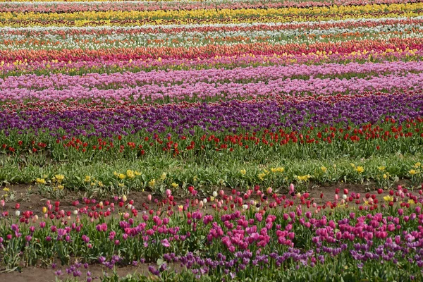 Flor tulipa — Fotografia de Stock