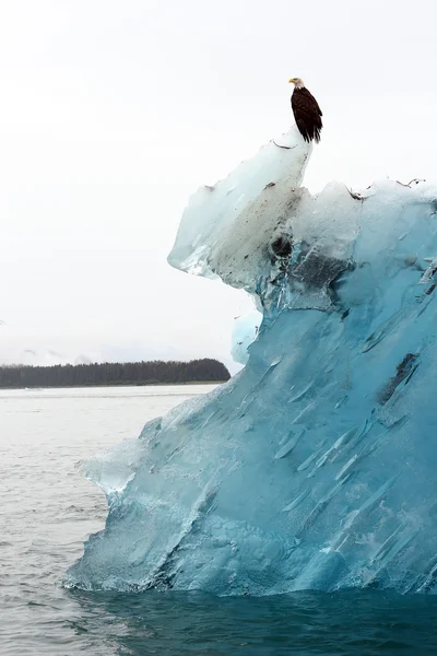 Weißkopfseeadler auf Eisberg — Stockfoto