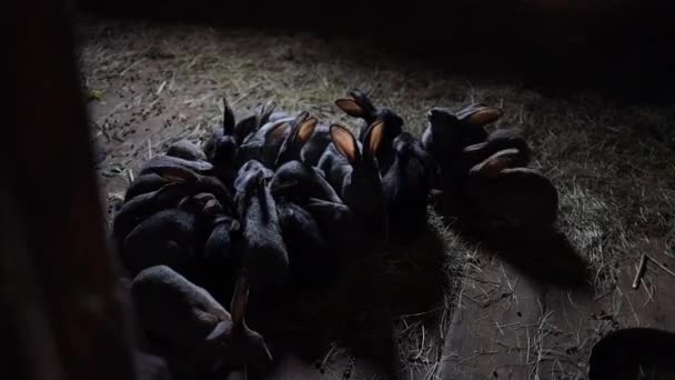 Videofamilie van jonge oorkonijnen eten hooi in een dorpsschuur. Het thema van de landbouw en de konijnenfokkerij. — Stockvideo