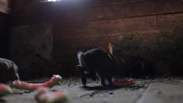 Nagranie młodego królika w wiejskiej szopie myje twarz łapami i skacze, by zjeść siano.. — Wideo stockowe