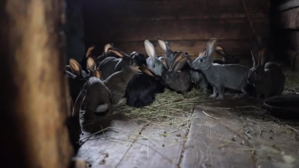Videofamilj av unga örade kaniner äter hö i en bylada. Temat odling och kaninavel. — Stockvideo
