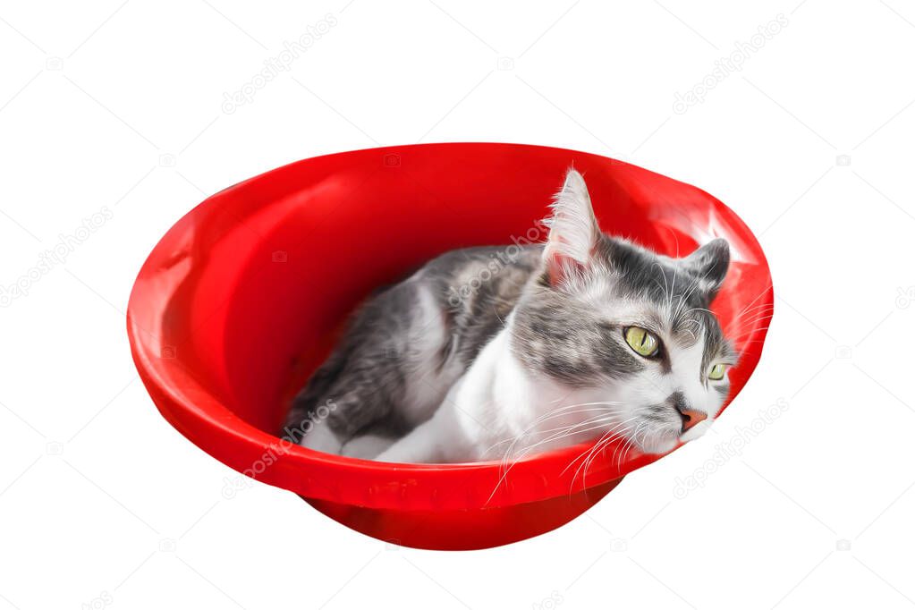 Sad pet cat lies in empty red basin and looks away. Isolated animal on white background. Depression and longing of pet.