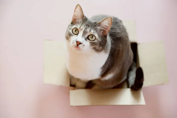 Hermoso gato se sienta en la caja de cartón y mira hacia arriba. Hermosa mascota bien arreglada esperando. — Foto de Stock