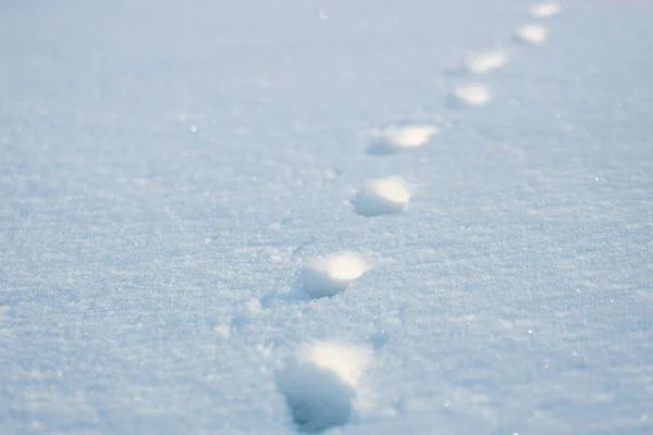 Huellas de animales en la nieve en el claro día helado. Ruta de la vida silvestre. — Foto de Stock