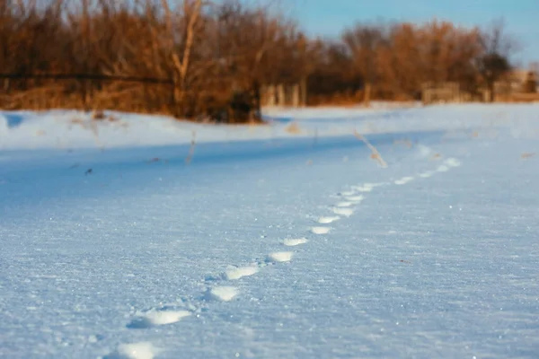 Djurspår i snö på klar frostig dag. Spår av vilda djur. — Stockfoto