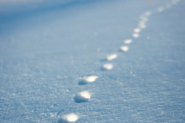 Djurspår i snö på klar frostig dag. Spår av vilda djur. — Stockfoto