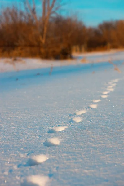 Ίχνη ζώων στο χιόνι την παγωμένη μέρα. Μονοπάτι άγριας ζωής. — Φωτογραφία Αρχείου