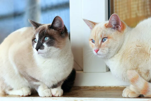 两只浅色的猫坐在外面的窗台上。漂亮的宠物动物的真人肖像. — 图库照片