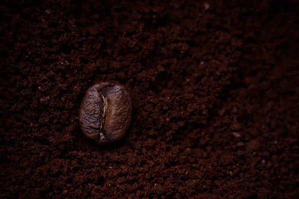 One coffee bean lies on surface of ground coffee. Advertising background with space for copying. Top View — Stock Photo, Image