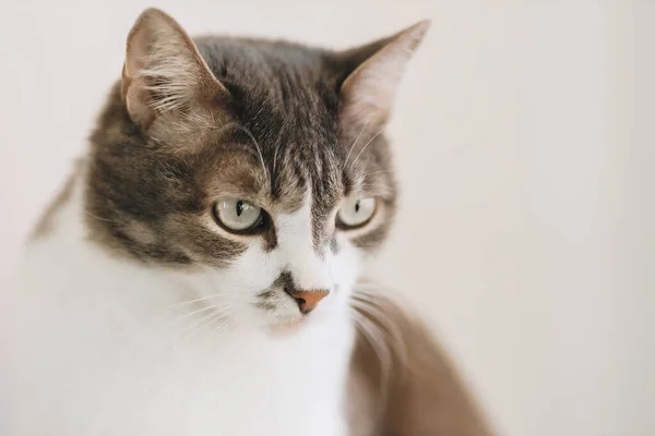 Portré -ból gyönyörű nemes macska -val nagy szemek -on fény háttér -ban otthon környezet. — Stock Fotó