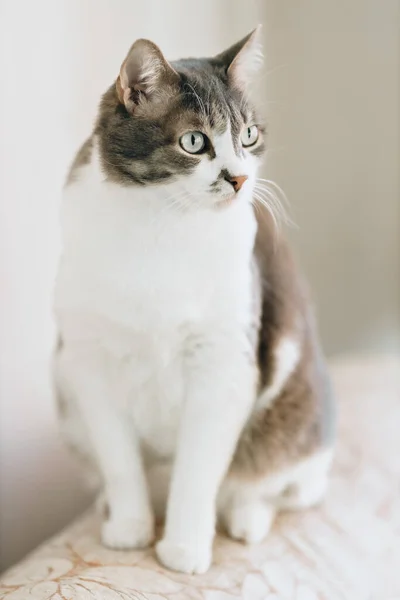 Retrato de belo gato nobre com grandes olhos no fundo de luz em ambiente doméstico. — Fotografia de Stock