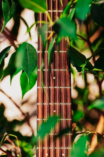 声波吉他的一部分是在青绿的菲克斯叶子之间的特写。乐器；乐器. — 图库照片