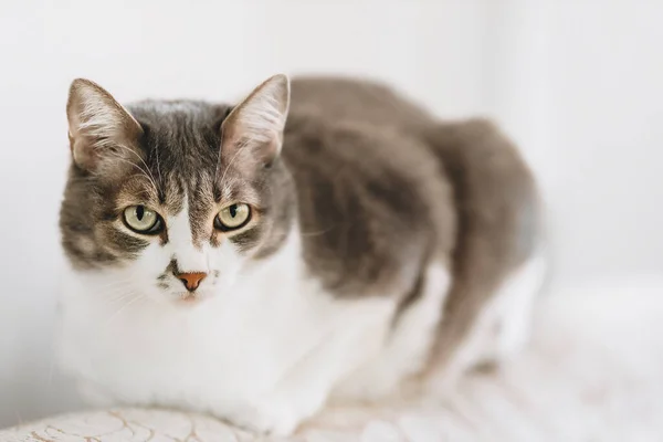 Portrait of beautiful noble cat with large eyes on light background in home environment. — Stock Photo, Image