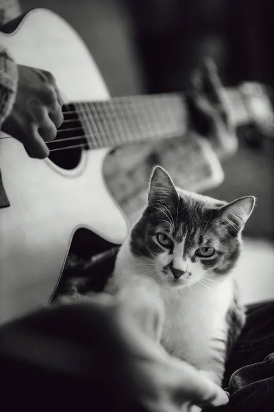 Красива нікчемна кішка сидить на колінах дівчат і слухає мелодію. Дівчина-підліток грає на гітарі для кота. Стиль життя . — стокове фото