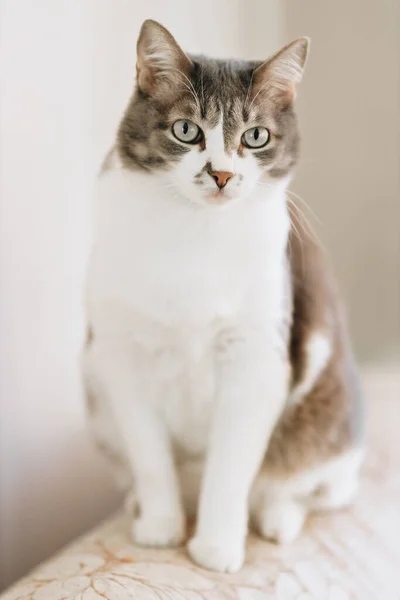 Ev ortamındaki ışık arka planında geniş gözlü güzel asil bir kedinin portresi.. Telifsiz Stok Fotoğraflar