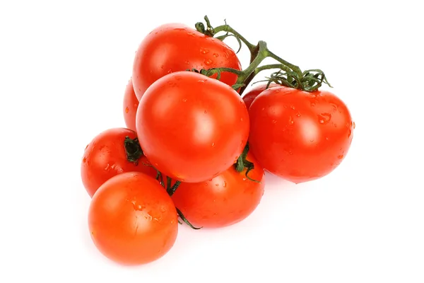 Tomates com gotas de água — Fotografia de Stock