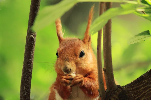 Veveriță roșie — Fotografie, imagine de stoc