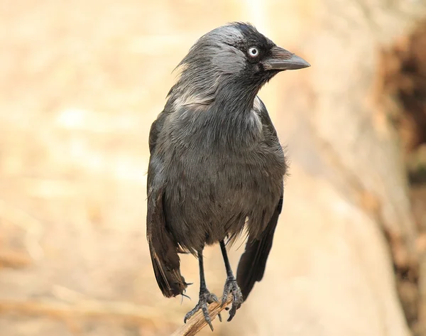 Black raven — Stock Photo, Image