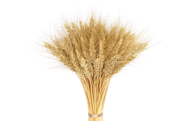 Група жовтих пшеничних вух — стокове фото