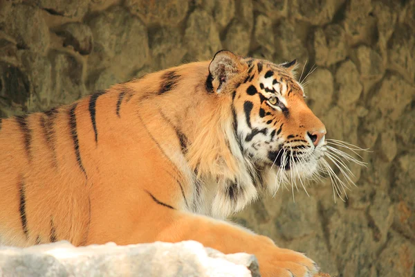 Royal bengal tiger Royalty Free Stock Images