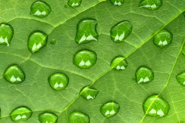 Hoja verde con gotas de agua — Foto de Stock