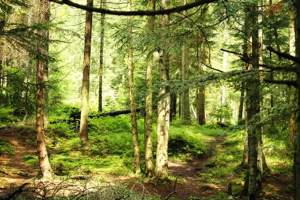 Forest landscape — Stock Photo, Image