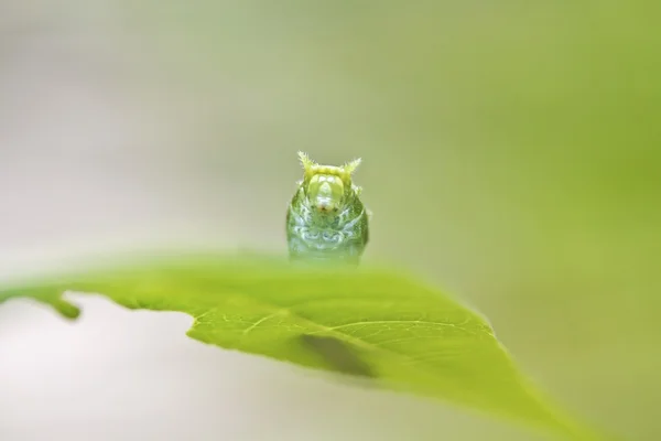 チョウの幼虫 — ストック写真