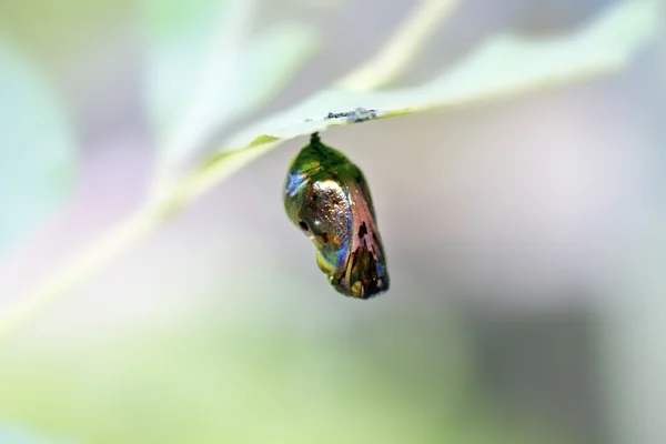 Chrysalis des Schmetterlings — Stockfoto