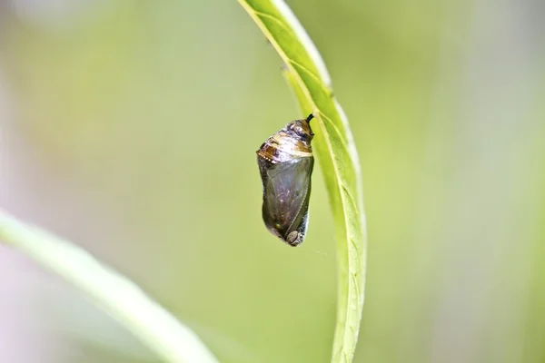 Crisalide di farfalla — Foto Stock