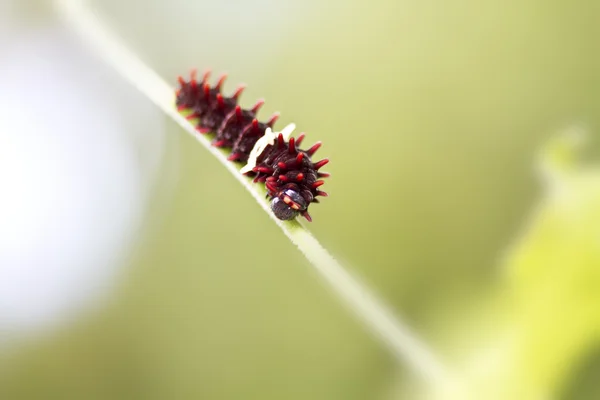 Larva метелик — стокове фото