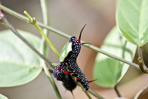 Larva motýla — Stock fotografie
