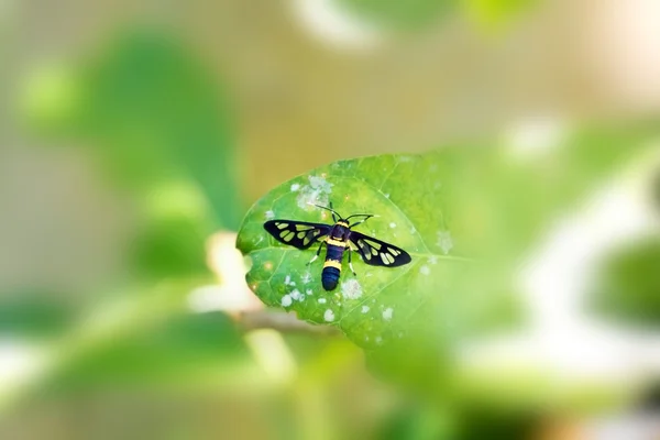 野生の蛾 — ストック写真