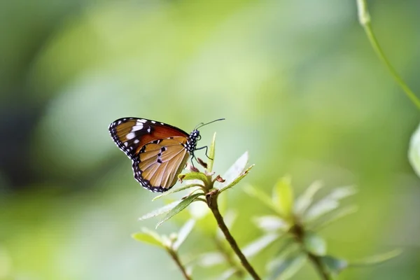 Butterfly — Stock Photo, Image