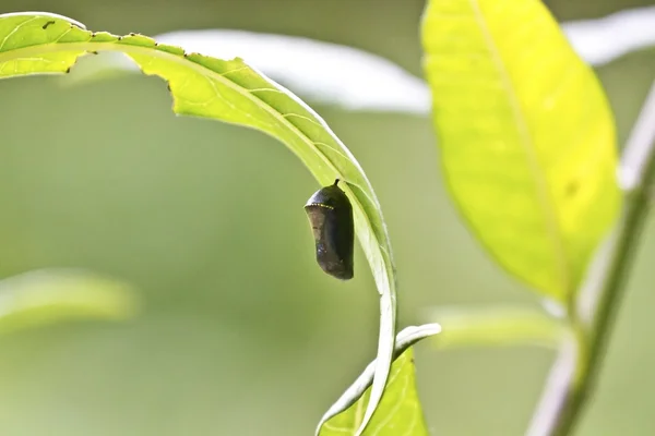 Chrysalis av sommerfugl – stockfoto