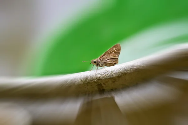 Kapitan zauważył srebrny motyl — Zdjęcie stockowe