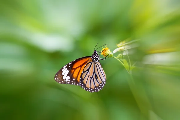 Vlinder — Stockfoto