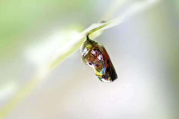 Хризалис бабочки — стоковое фото